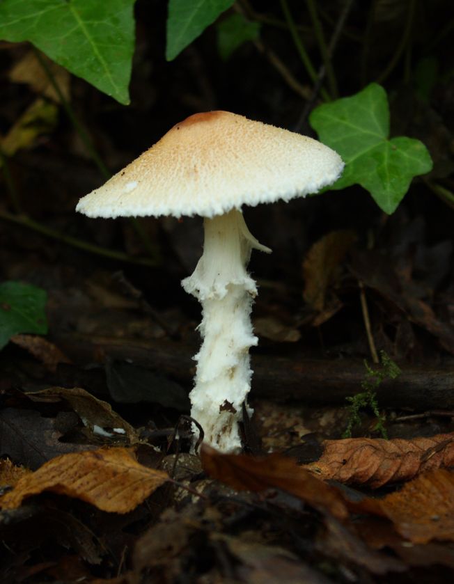 Piccola lepiota